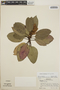 Arbutus xalapensis image