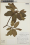 Arbutus xalapensis image
