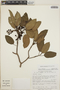 Arbutus xalapensis image