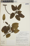 Arbutus xalapensis image