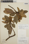 Arbutus xalapensis image