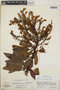 Arbutus xalapensis image
