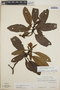 Arbutus xalapensis image