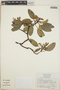 Arbutus xalapensis image