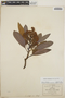 Arbutus xalapensis image