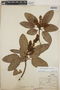 Arbutus xalapensis image