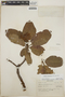Arbutus xalapensis image