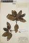 Arbutus xalapensis image