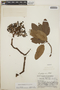 Arbutus xalapensis image