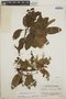 Arbutus xalapensis image