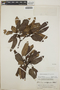 Arbutus xalapensis image