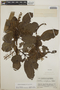 Arbutus xalapensis image