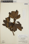 Arbutus xalapensis image