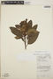Arbutus xalapensis image