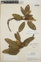Arbutus xalapensis image