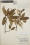 Arbutus xalapensis image