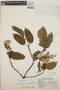 Arbutus xalapensis image