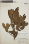 Arbutus xalapensis image