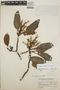 Arbutus xalapensis image