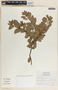 Arctostaphylos pungens image