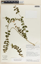 Scyphostelma filisepalum image