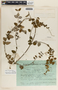 Scyphostelma filisepalum image