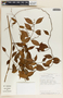 Tassadia obovata image