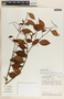 Tassadia obovata image