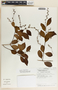 Tassadia obovata image