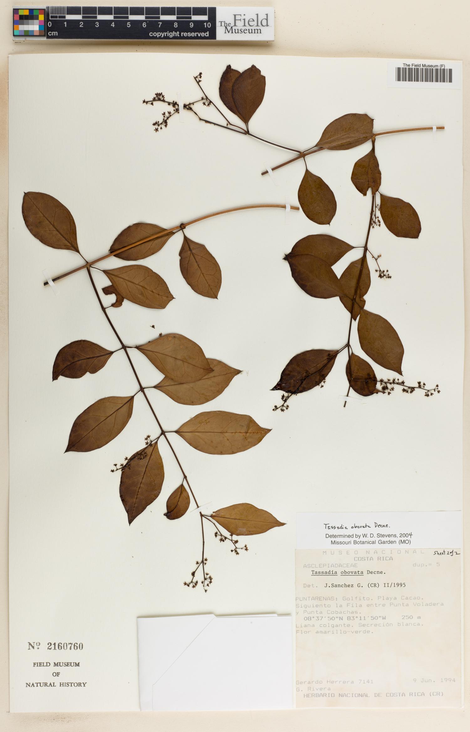 Tassadia obovata image