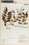 Tassadia obovata image