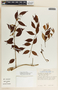 Tassadia obovata image