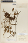 Tassadia obovata image