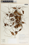 Tassadia obovata image