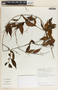 Tassadia obovata image