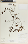 Tassadia obovata image