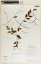 Tassadia obovata image