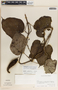 Matelea prosthecidiscus image