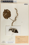 Matelea prosthecidiscus image