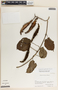 Matelea prosthecidiscus image