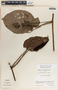 Matelea prosthecidiscus image