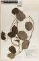 Matelea prosthecidiscus image