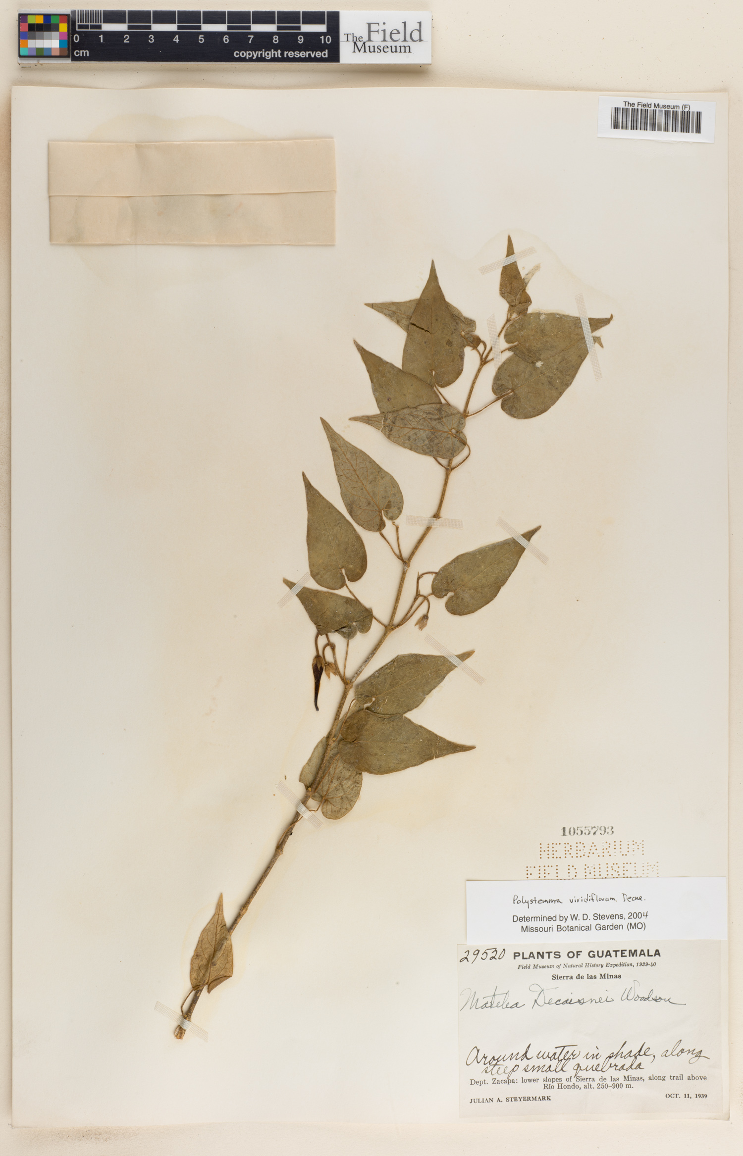Polystemma viridiflorum image