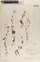 Funastrum elegans image