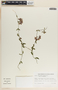 Funastrum elegans image