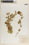 Funastrum elegans image