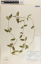 Funastrum elegans image