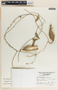 Funastrum elegans image