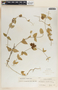 Funastrum elegans image