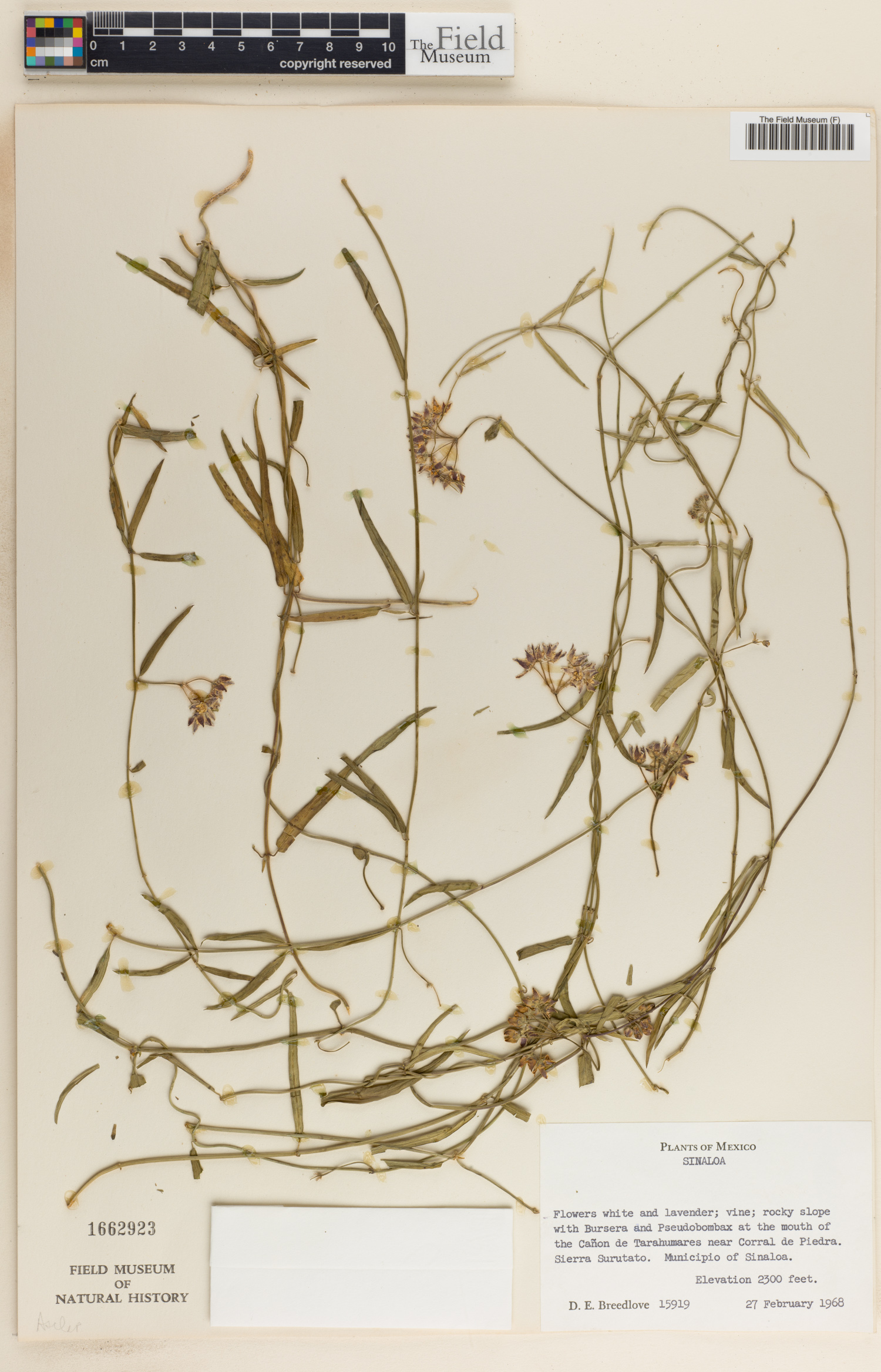 Sarcostemma image